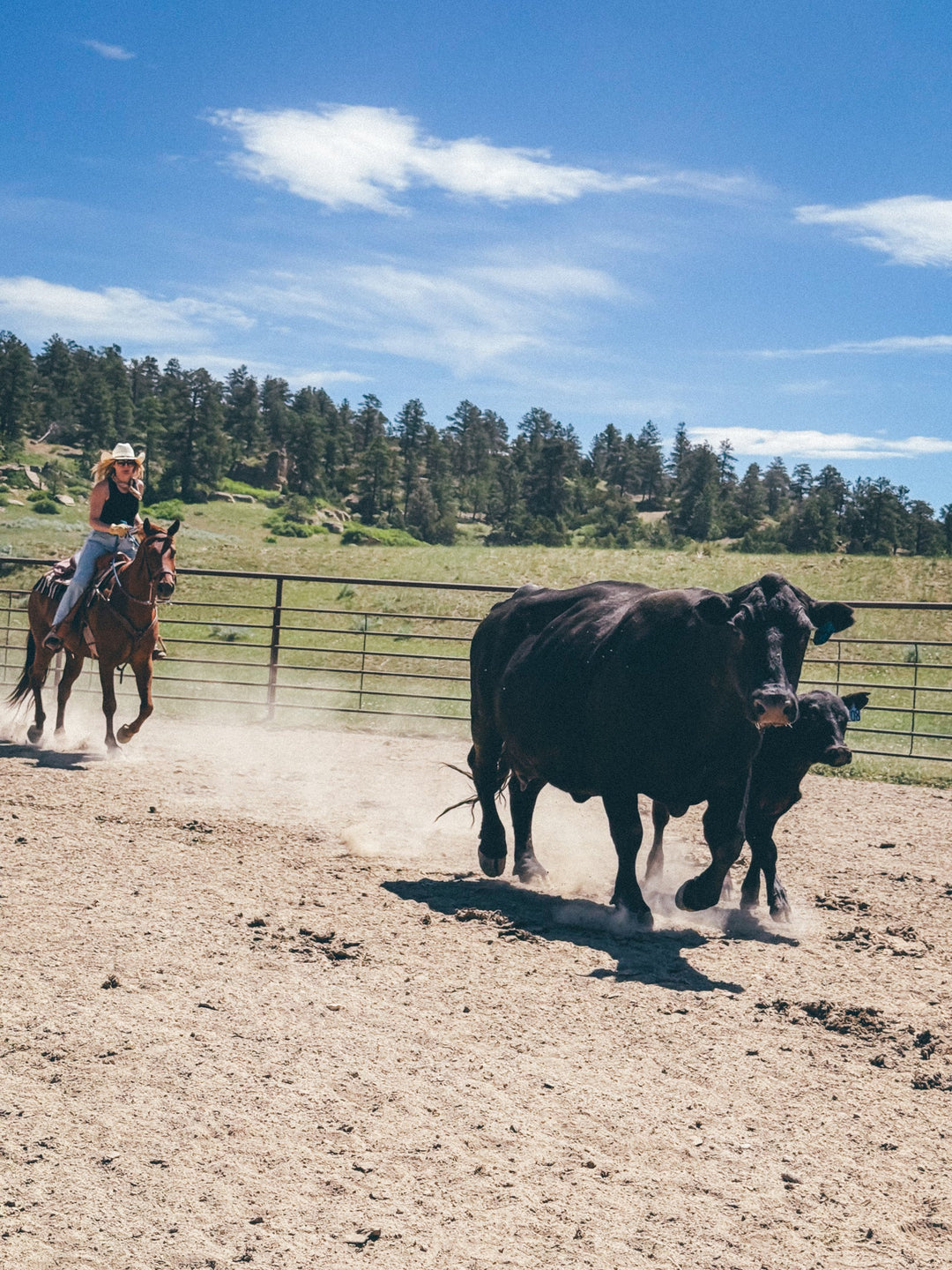 Off The Grid: Cattle & Big Country